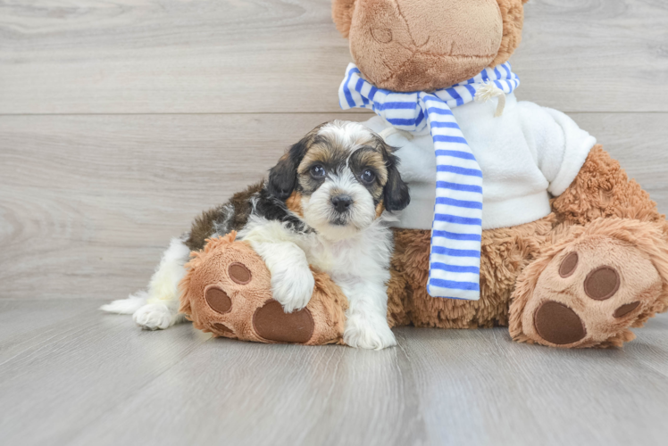 Shih Poo Puppy for Adoption