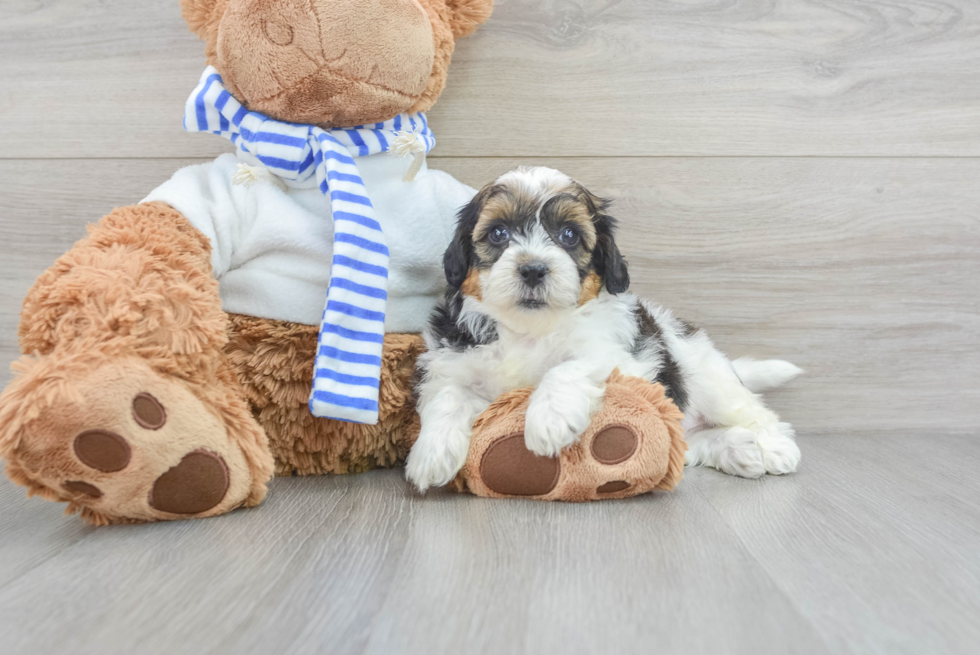 Hypoallergenic Shihpoo Poodle Mix Puppy