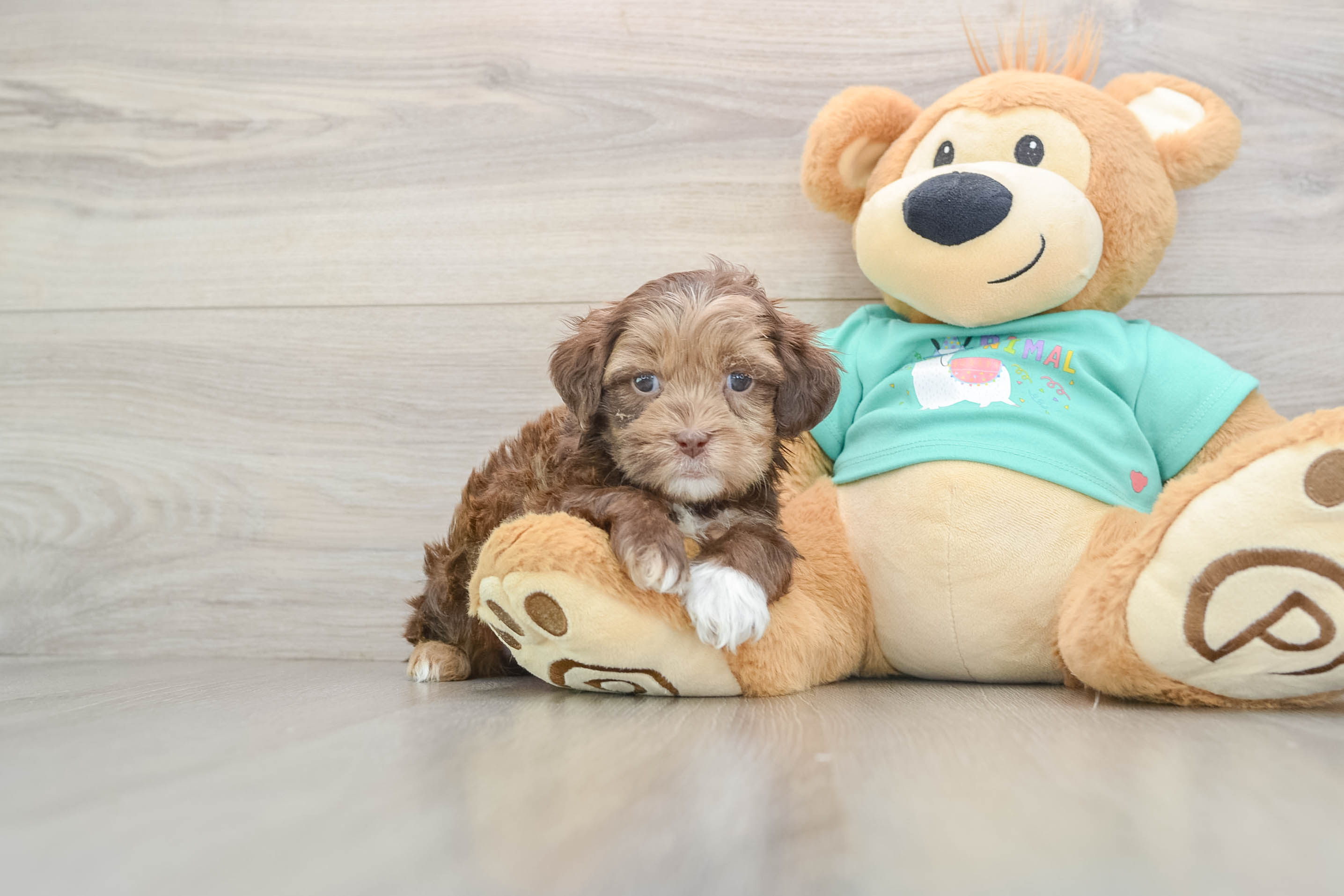 Best Shih Poo Baby