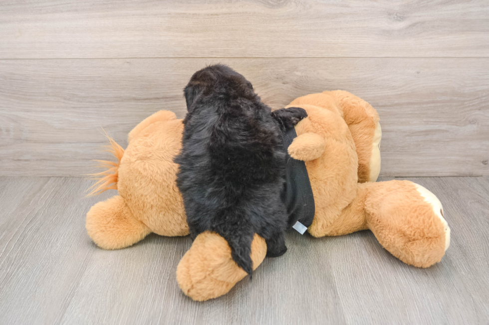 Shih Poo Pup Being Cute