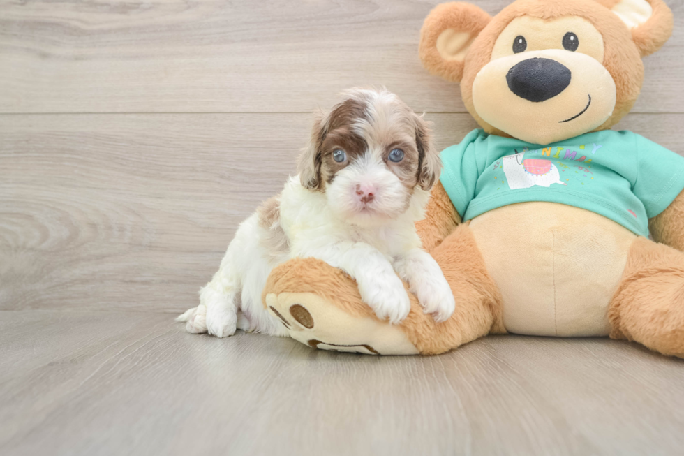 Best Shih Poo Baby