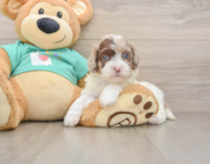 7 week old Shih Poo Puppy For Sale - Premier Pups