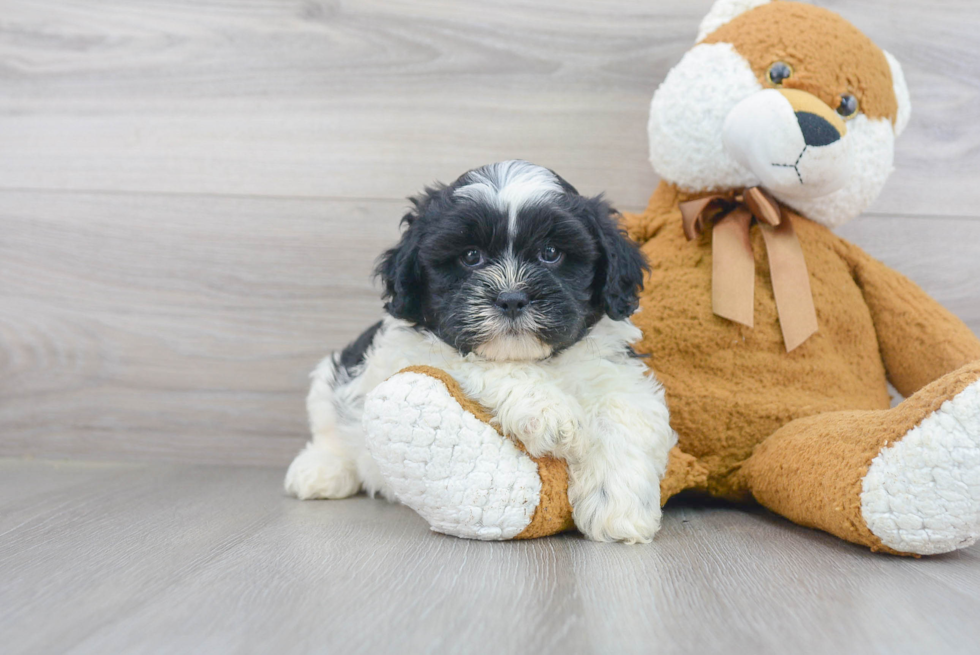 Petite Shih Poo Poodle Mix Pup