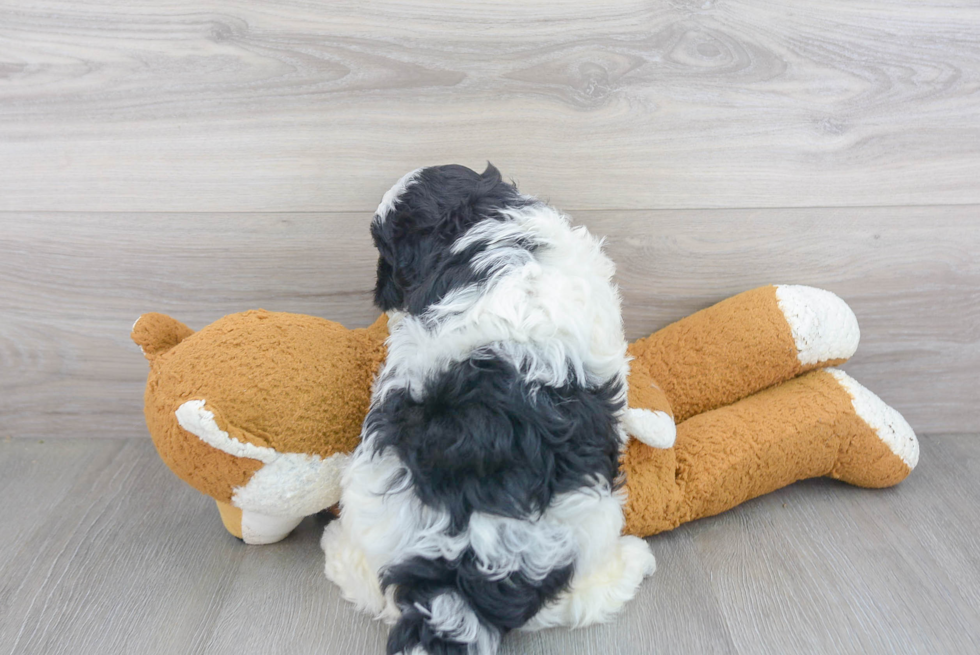 Best Shih Poo Baby