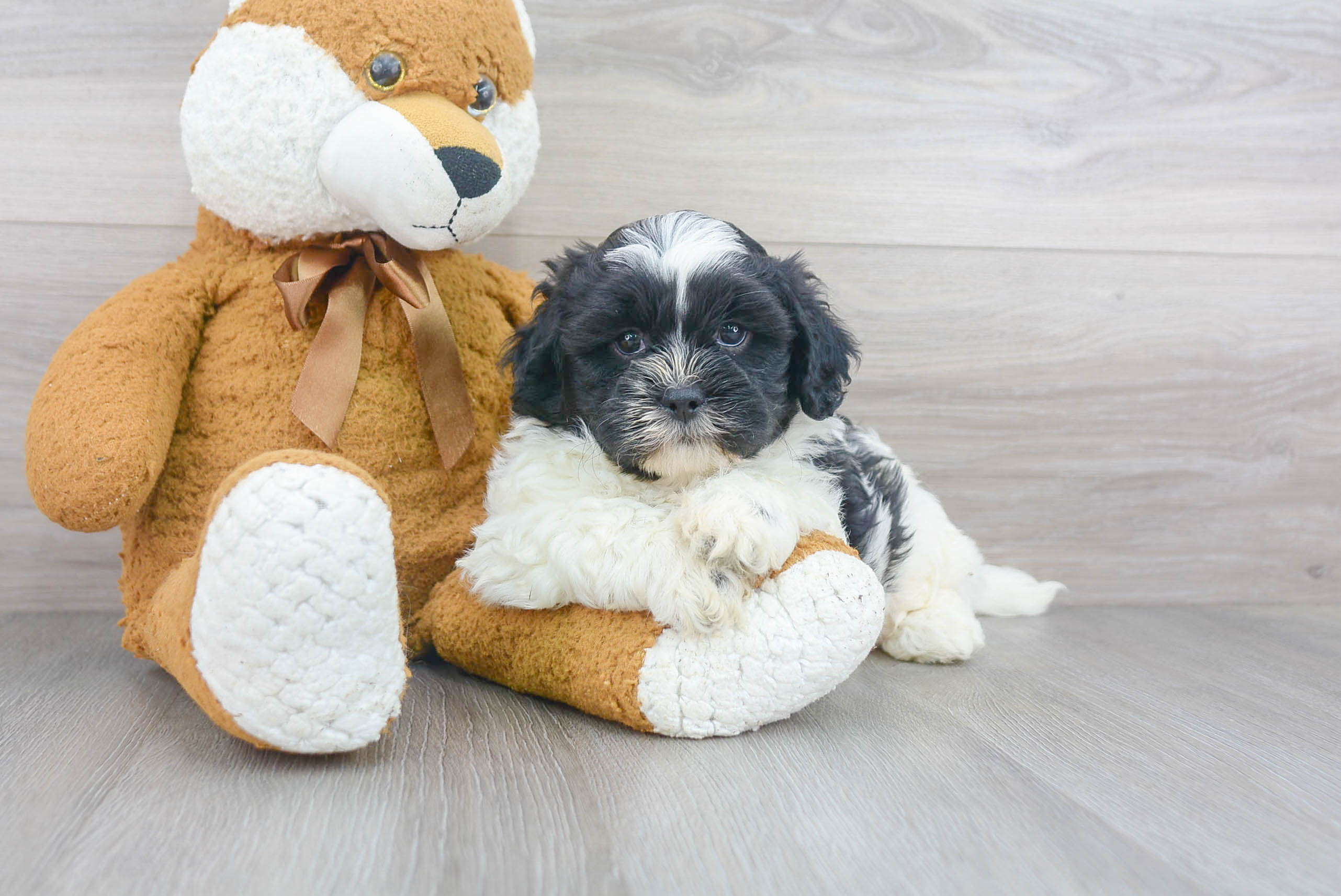 Friendly Shih Poo Baby