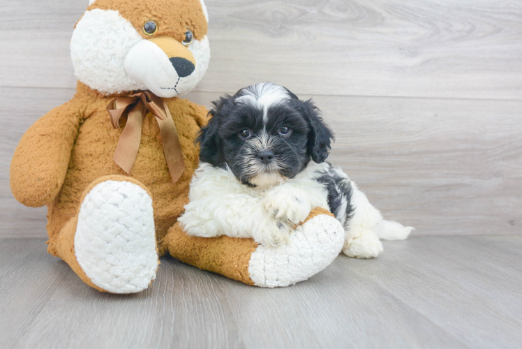 Friendly Shih Poo Baby