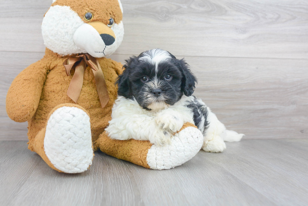 Friendly Shih Poo Baby