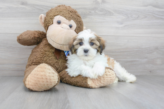 Shih Poo Puppy for Adoption