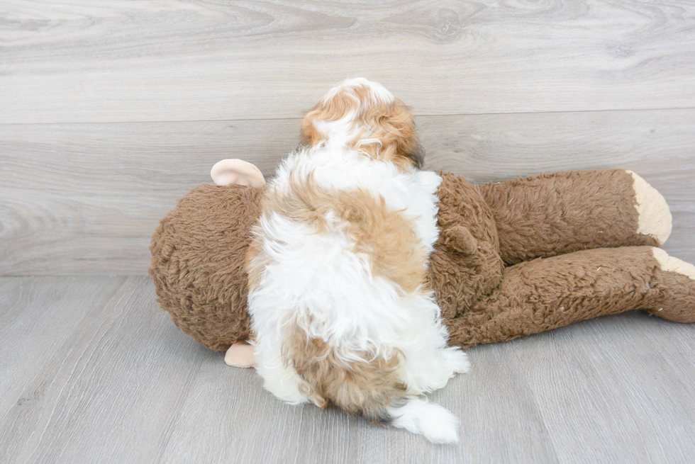 Shih Poo Pup Being Cute