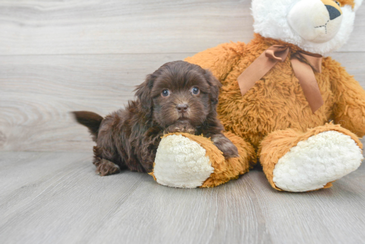 Shih Poo Puppy for Adoption