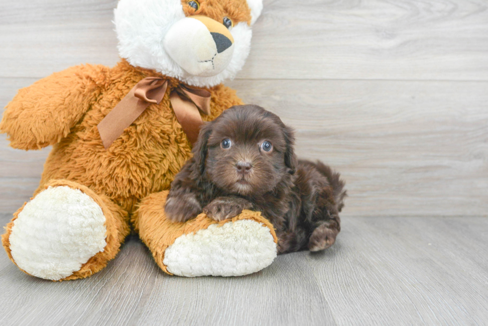 Shih Poo Puppy for Adoption