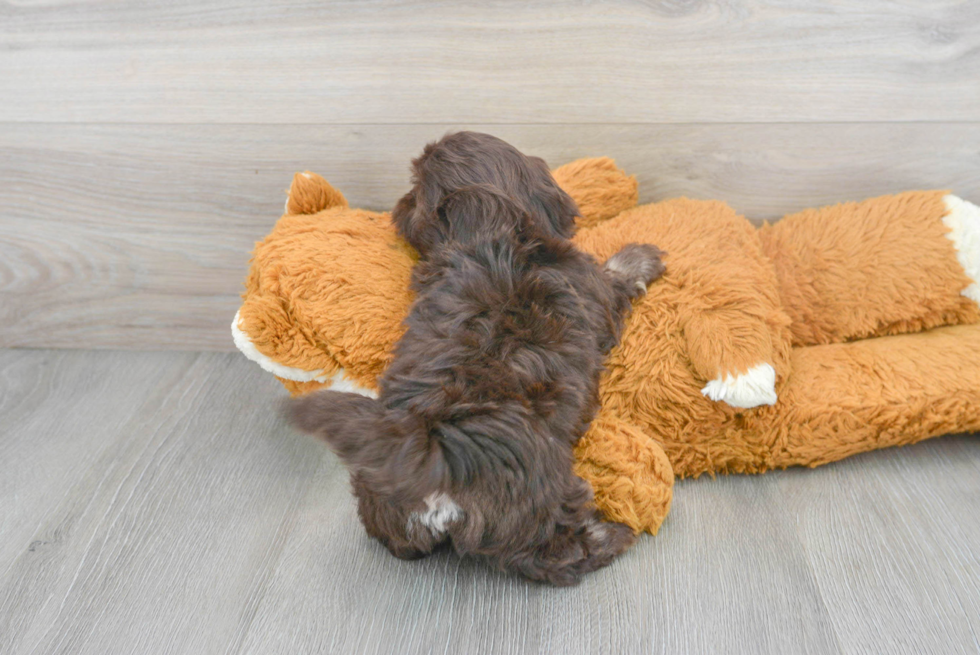 Friendly Shih Poo Baby