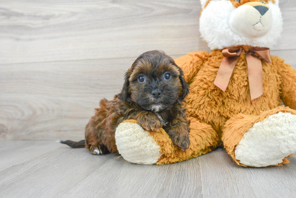 Shih Poo Puppy for Adoption