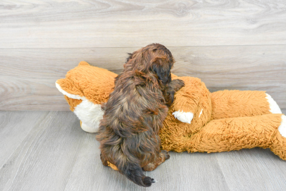 Shih Poo Puppy for Adoption