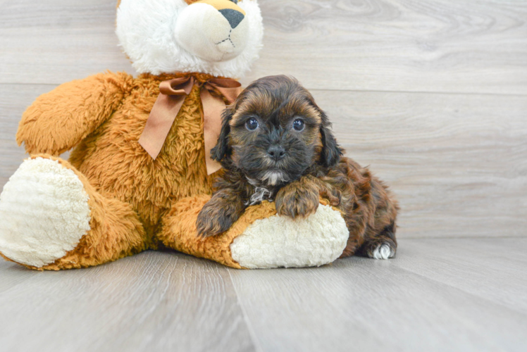 Best Shih Poo Baby