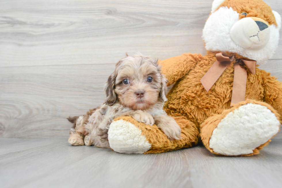 Best Shih Poo Baby