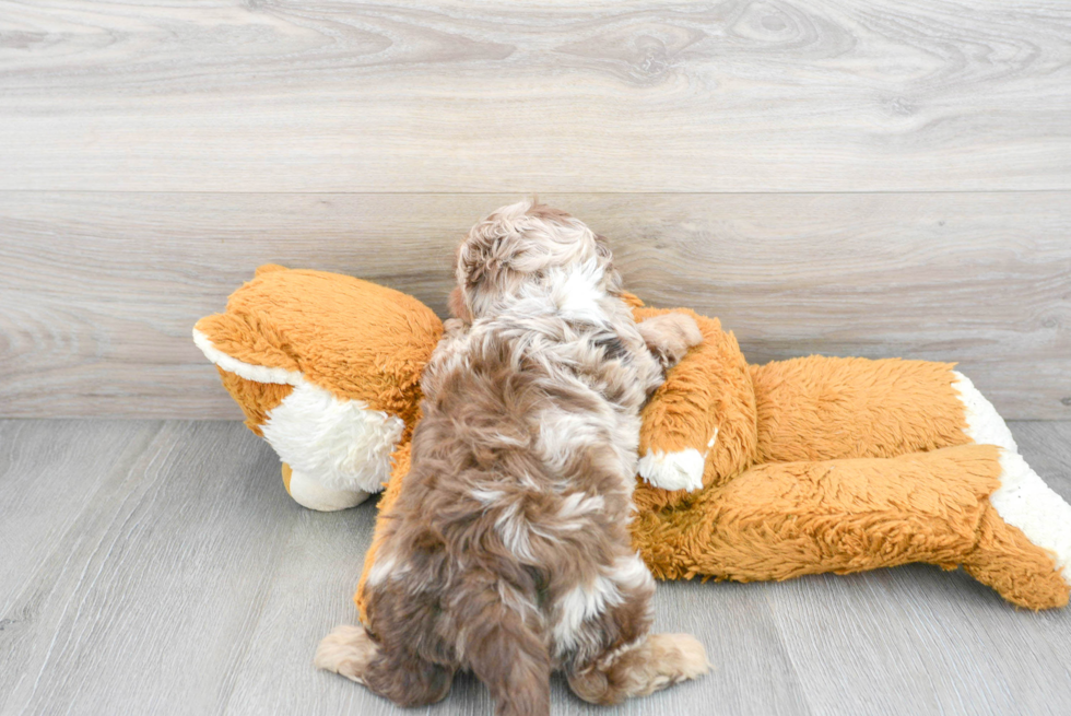 Little Shih Poo Poodle Mix Puppy