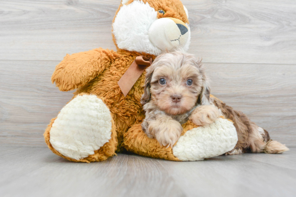 Shih Poo Pup Being Cute