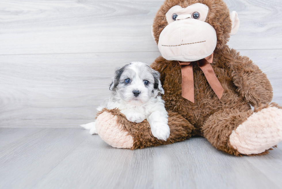 Sweet Shih Poo Baby