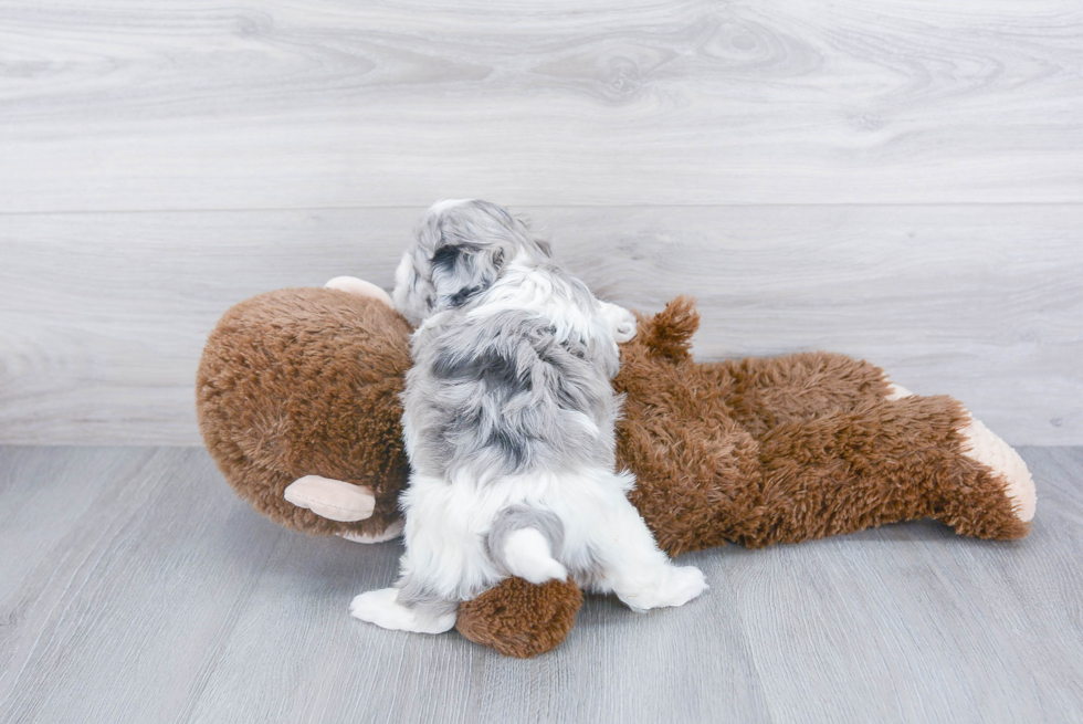 Shih Poo Puppy for Adoption