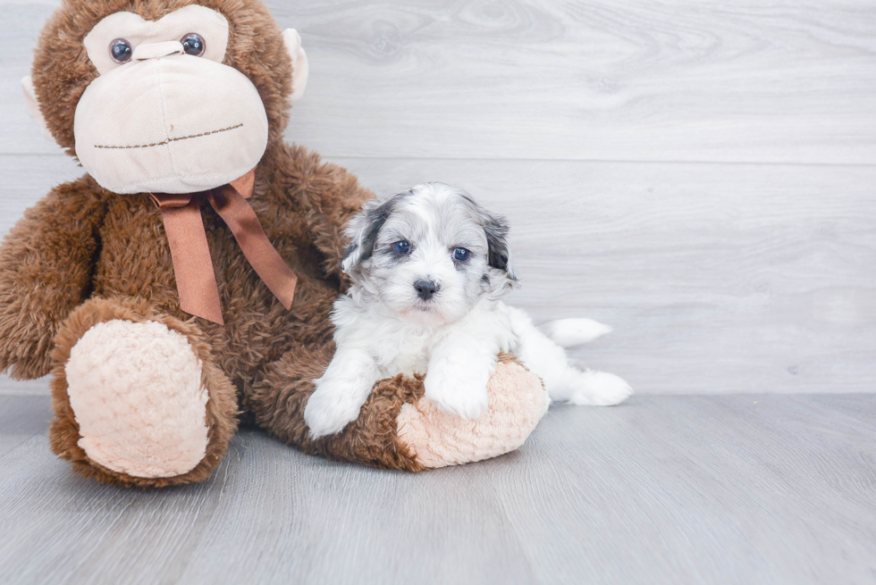 Fluffy Shih Poo Poodle Mix Pup