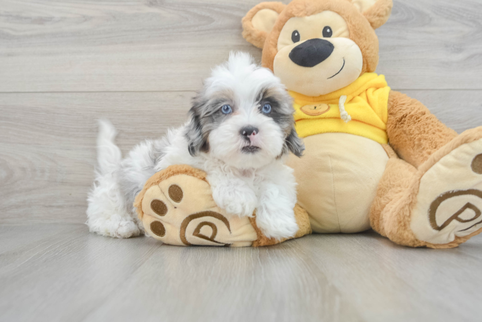 Adorable Shih Poo Poodle Mix Puppy