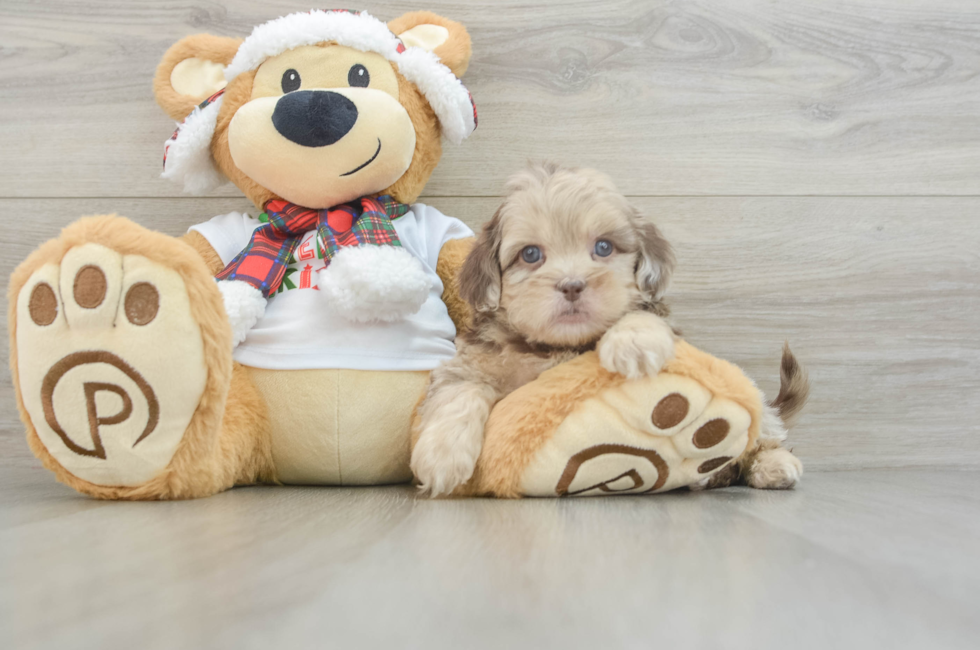 6 week old Shih Poo Puppy For Sale - Premier Pups