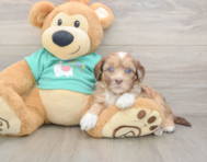 7 week old Shih Poo Puppy For Sale - Premier Pups