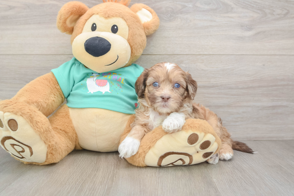 Shih Poo Puppy for Adoption