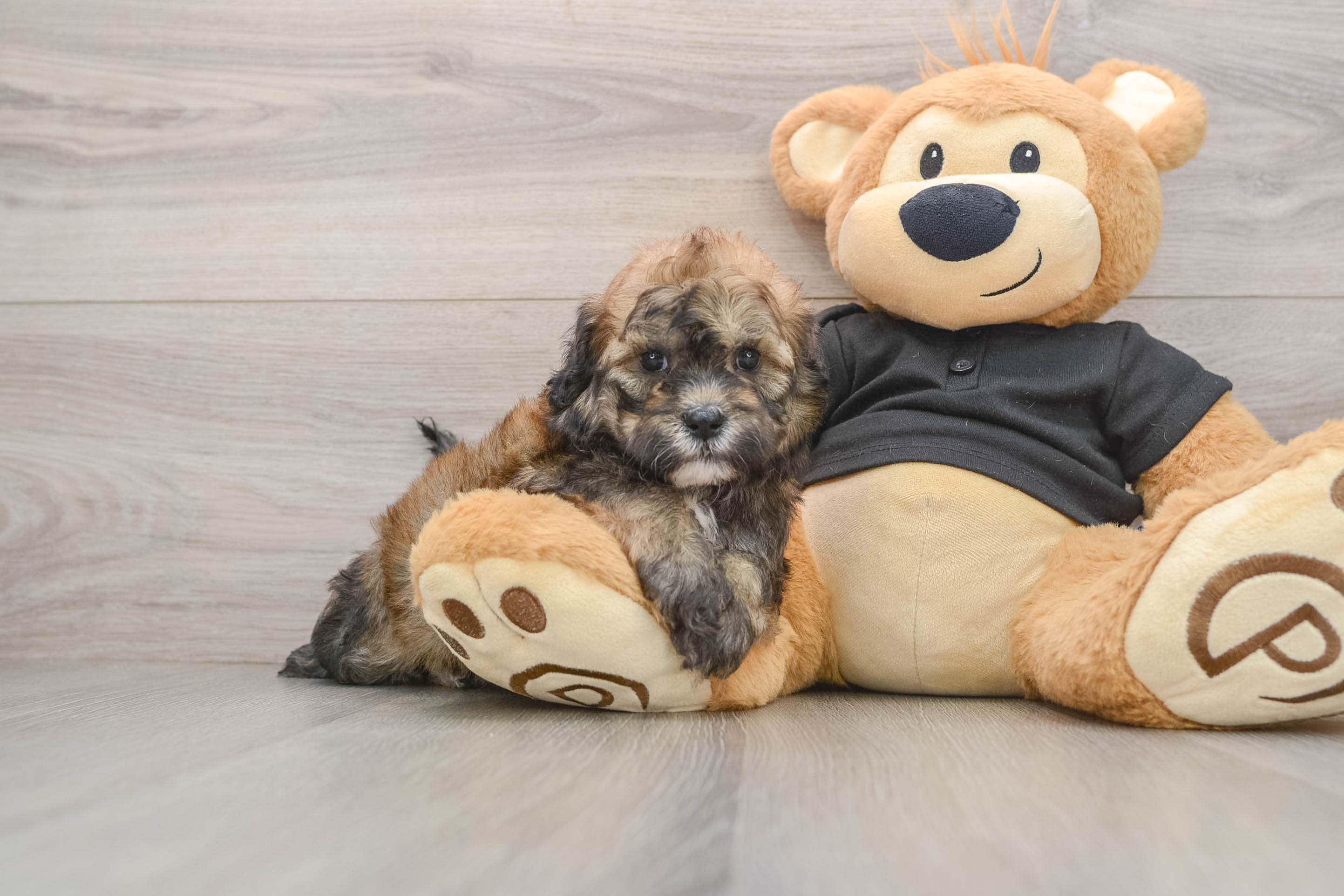 Best Shih Poo Baby