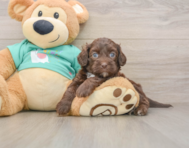 7 week old Shih Poo Puppy For Sale - Premier Pups