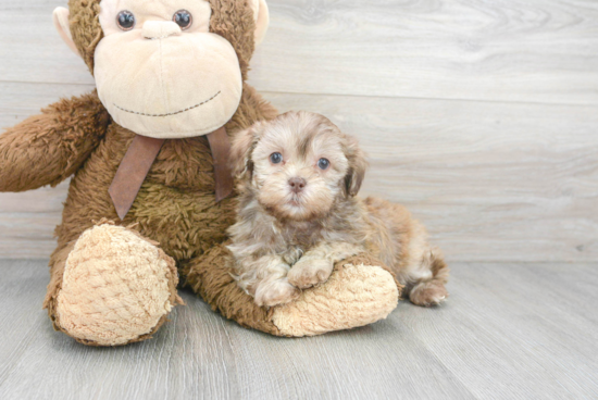 Shih Poo Puppy for Adoption