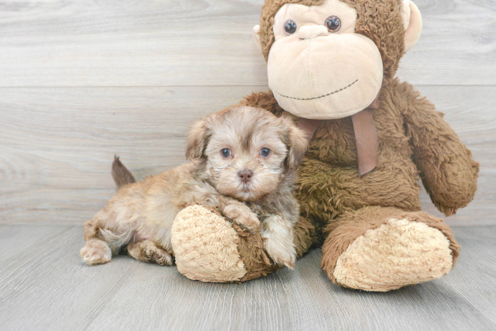 Shih Poo Puppy for Adoption