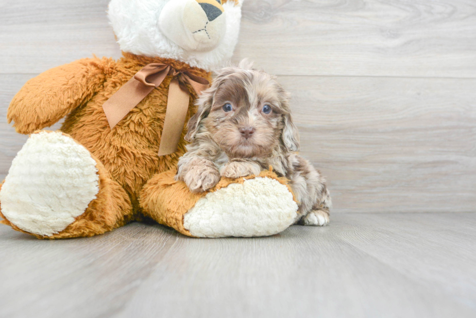 Shih Poo Pup Being Cute