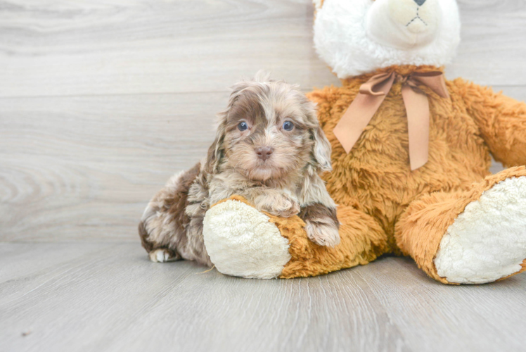 Shih Poo Puppy for Adoption