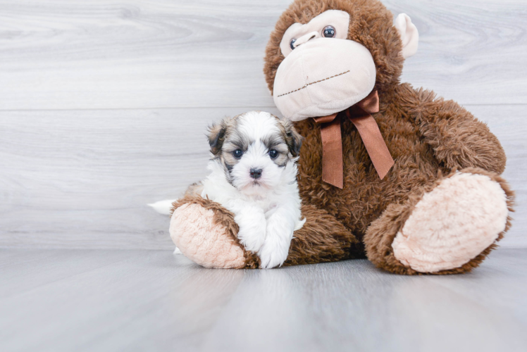 Cute Shih Poo Baby