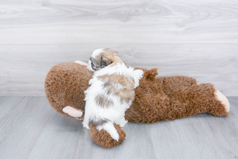 Funny Shih Poo Poodle Mix Pup