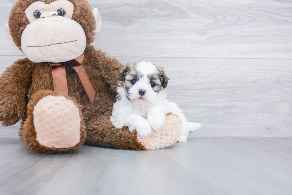 Best Shih Poo Baby