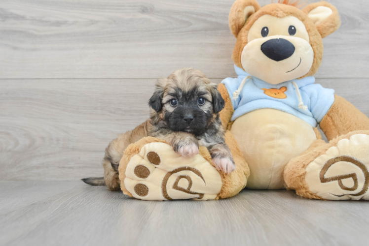 Cute Shih Poo Baby