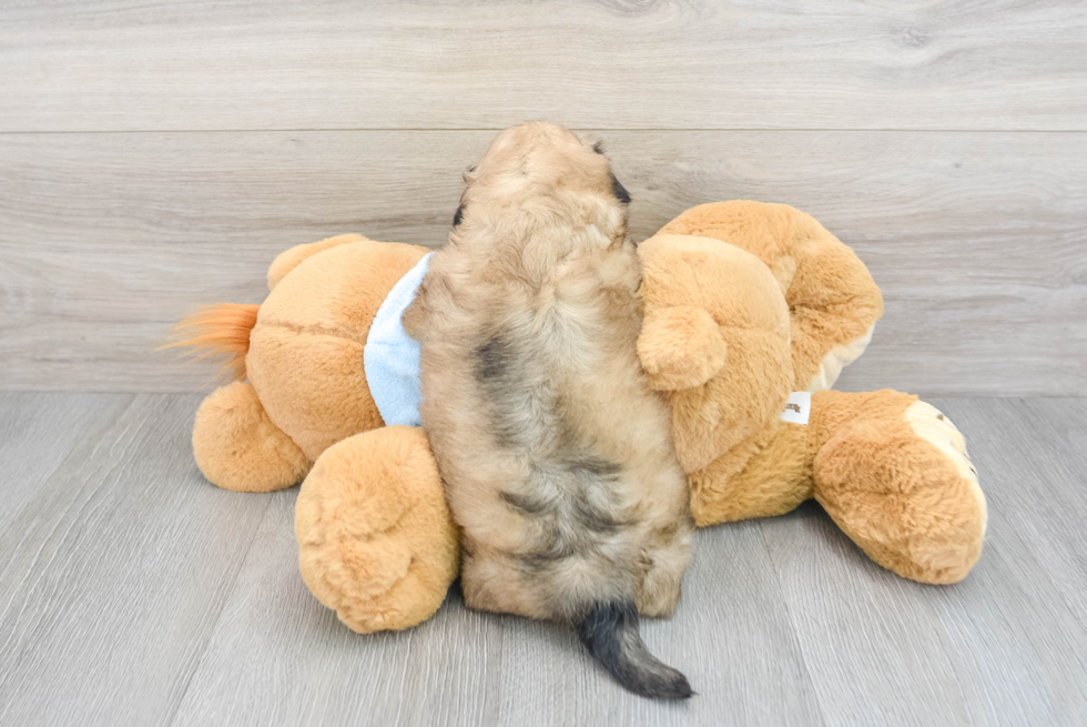 Shih Poo Pup Being Cute