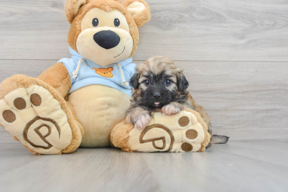 Best Shih Poo Baby