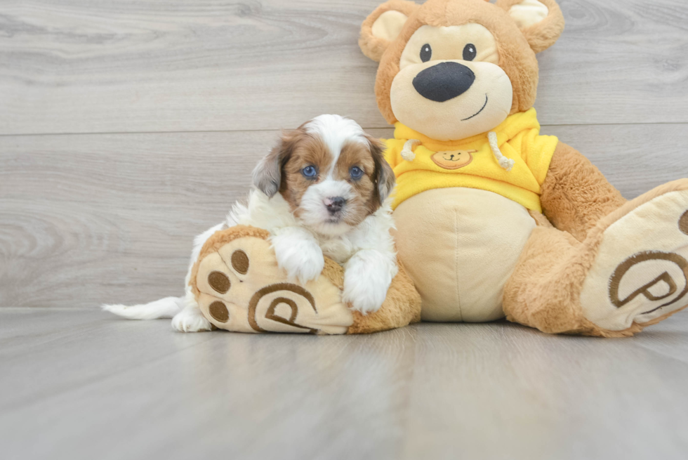 Little Shih Poo Poodle Mix Puppy