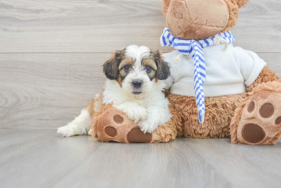 Best Shih Poo Baby