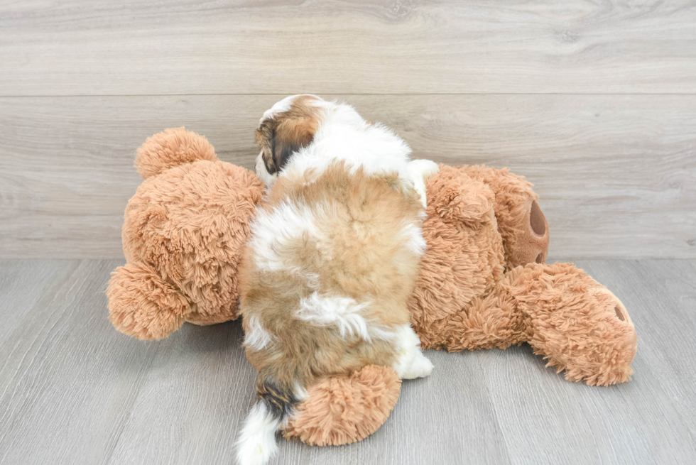 Petite Shih Poo Poodle Mix Pup