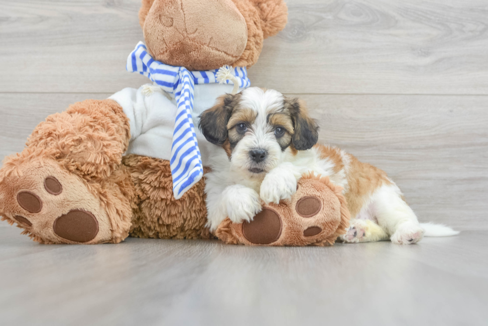 Shih Poo Puppy for Adoption