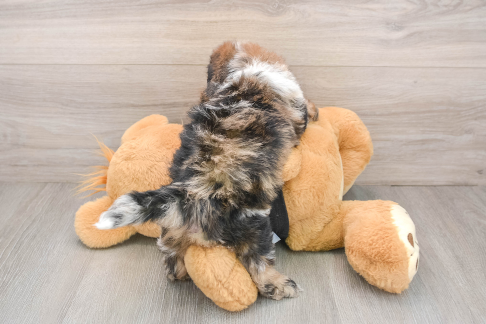 Little Shihpoo Poodle Mix Puppy