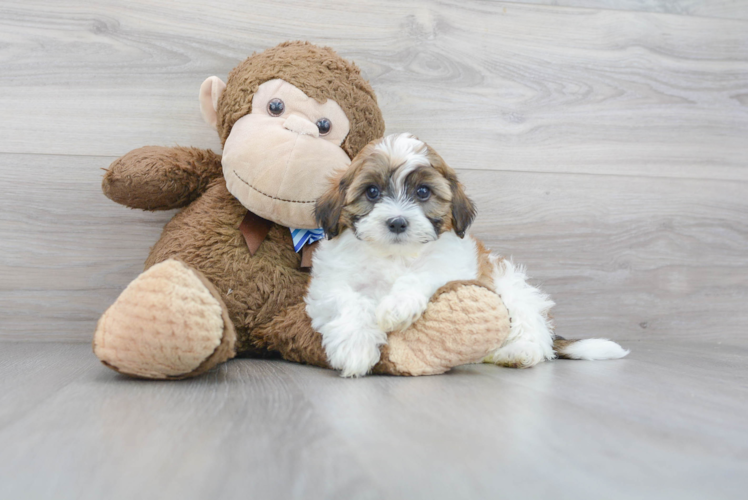 Cute Shih Poo Poodle Mix Pup