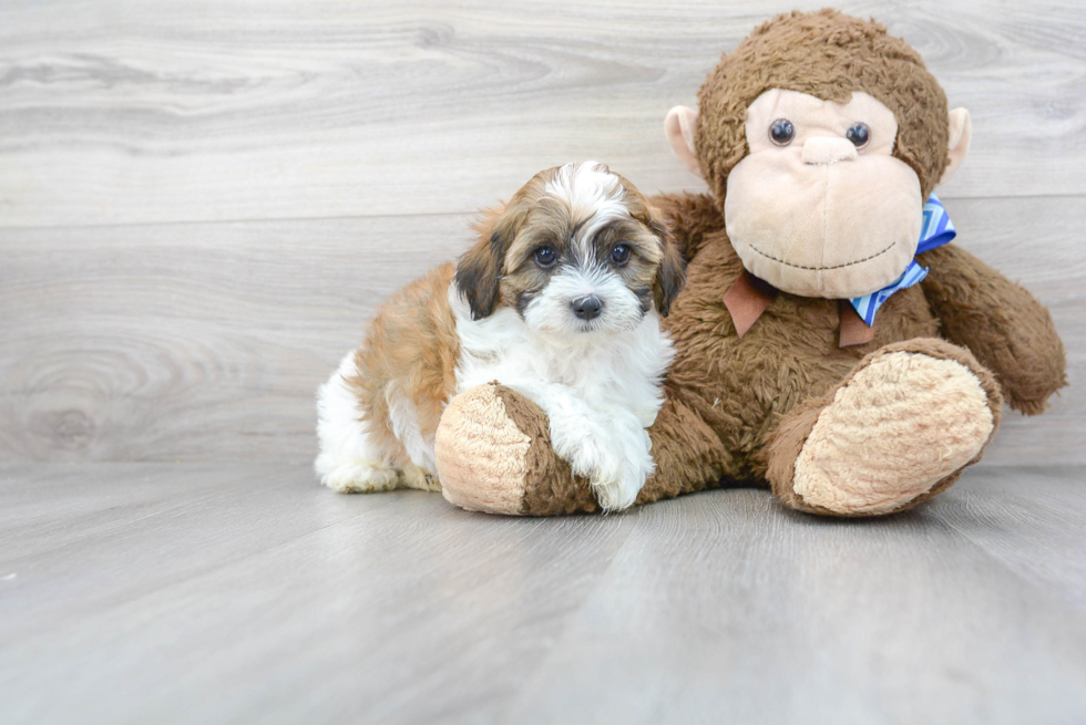 Best Shih Poo Baby