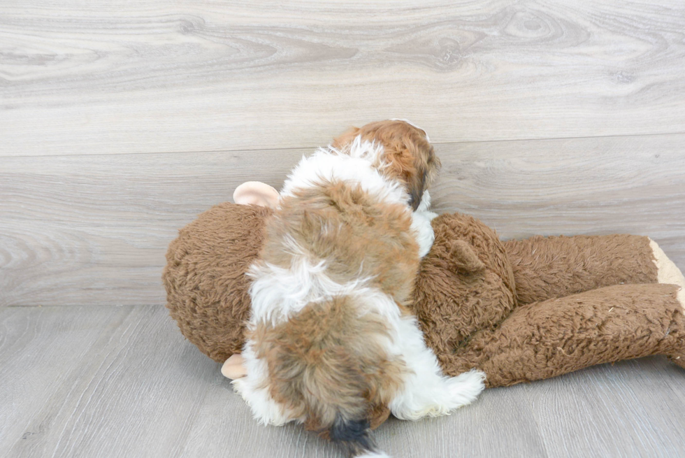Best Shih Poo Baby