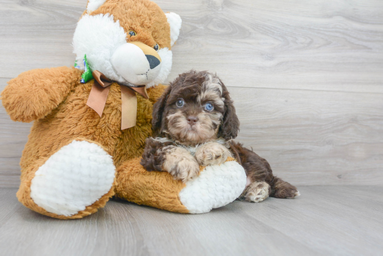 Smart Shih Poo Poodle Mix Pup